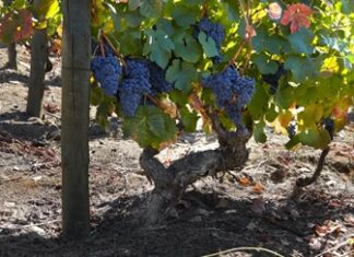 Churchill’s Port Wine Tour